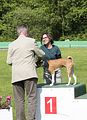 Basenji KSM Muenster 2014 (1097)